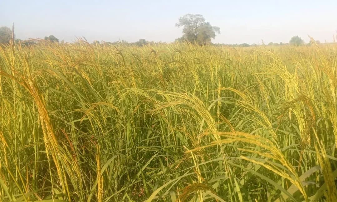 Campo de arroz com espigas e árvores ao fundo