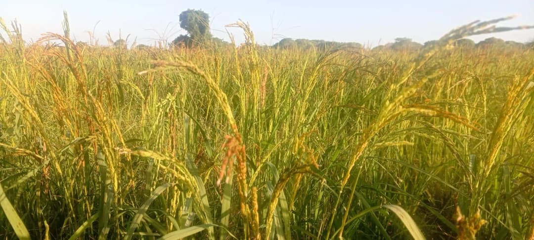 Espigas de arroz em primeiro plano num campo de cultivo