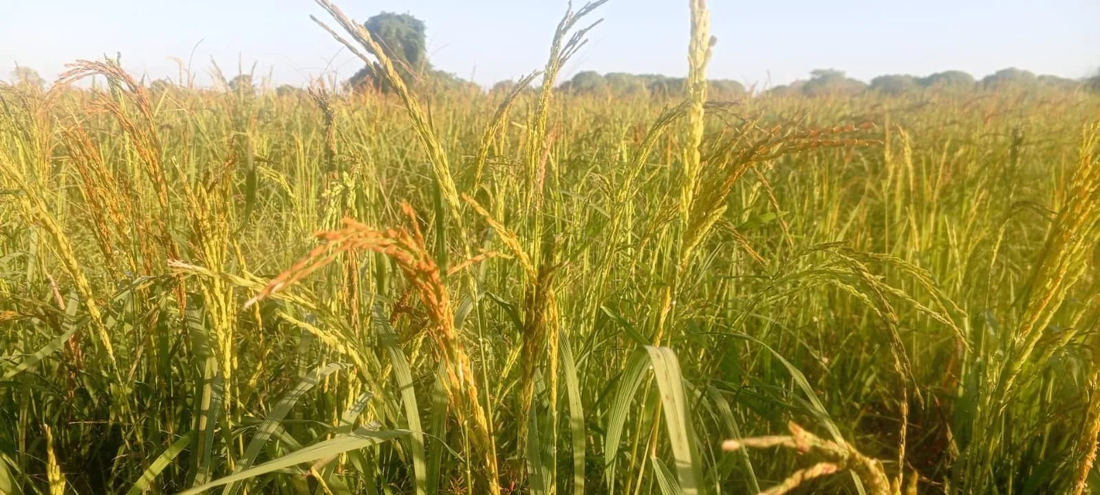 Espigas de arroz douradas num campo ao sol