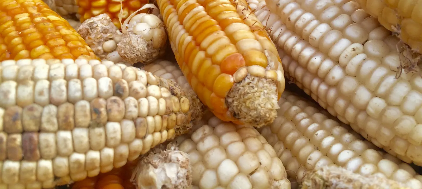 Espigas de milho seco de várias cores numa bandeja