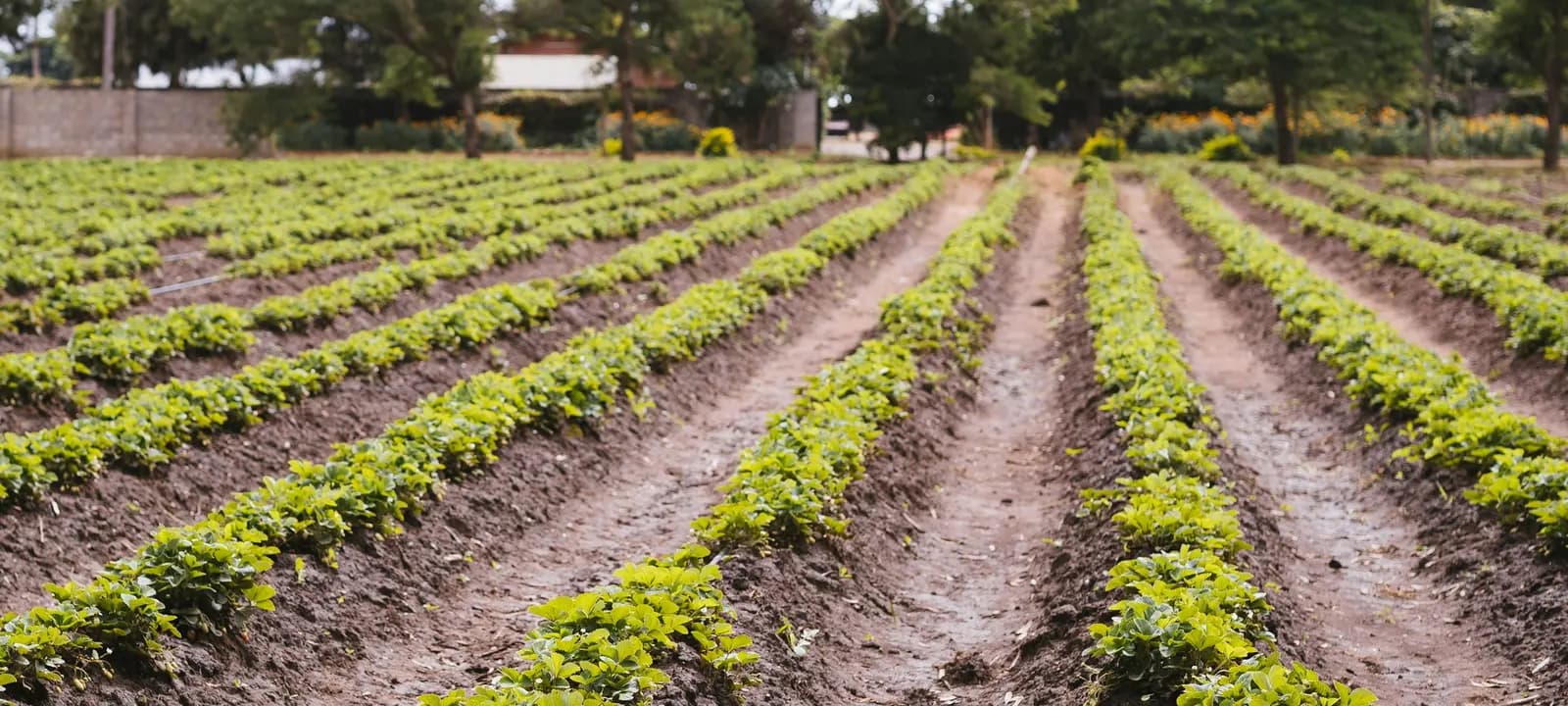 Campo preparado em sulcos, com plantas jovens a nascer